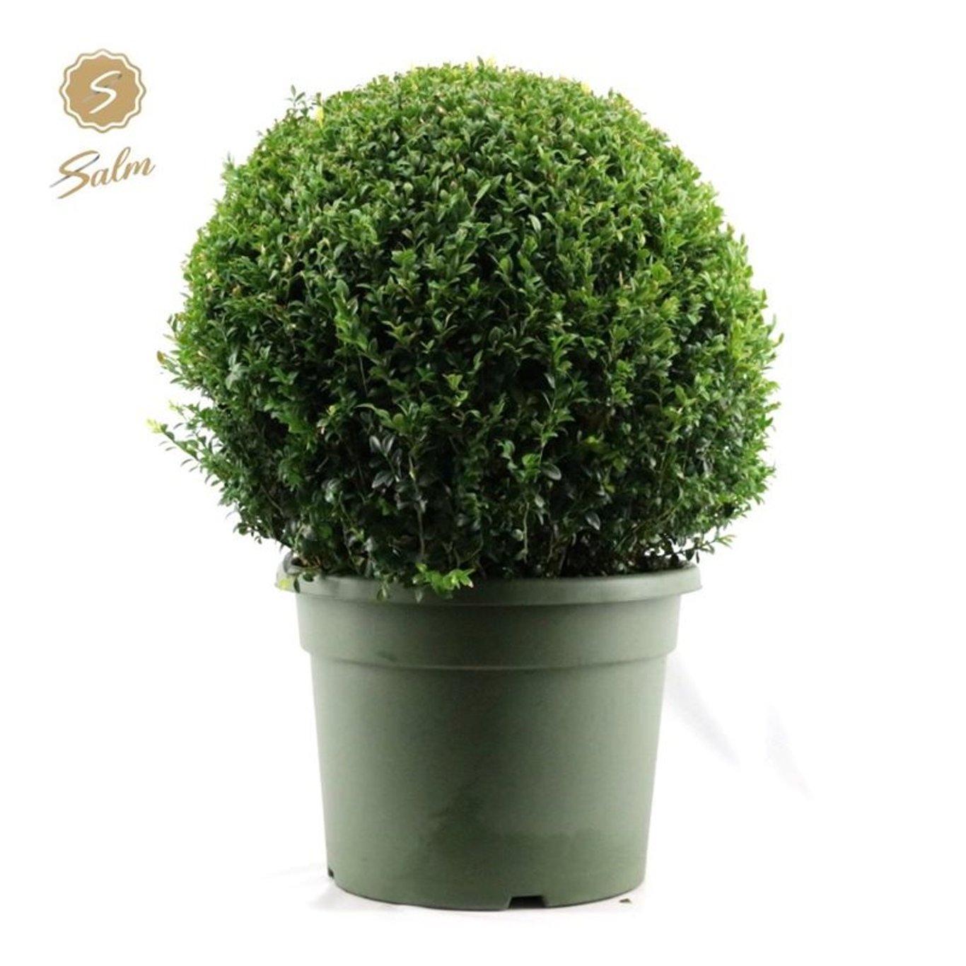 Buxus sempervirens - 70 CM Ball Cont.